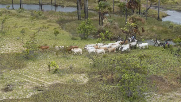 Cattle and Vaqueros (Cowboys)