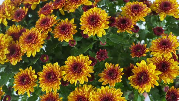 Rotating Autumn Garden Flowers On The Background 1.