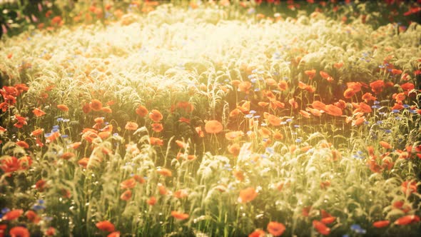 Wild Field Flowers at Summer Sunset