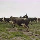 Cows in field - VideoHive Item for Sale