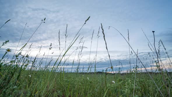 Green Meadow with Flowers and Summer Grasses