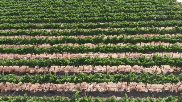 Rows of mature Grape vines, Drone footage.