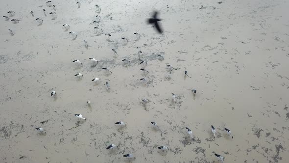 Asian openbill stork in water paddy field