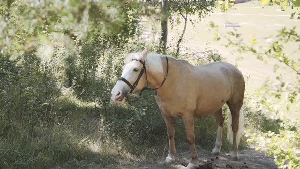 Red Hungry Horse Stands Chews Grass and Shakes Off Insects on Sunny Day