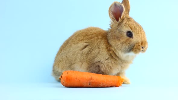 Little Fluffy Brown Handmade Rabbit Eating Ripe Fresh Carrot on a Pastel Blue Background