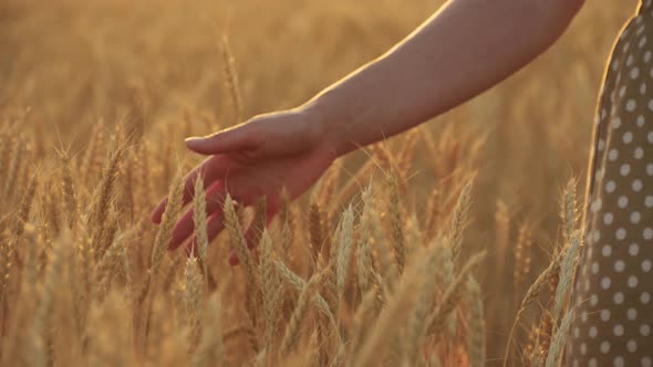 The Girl Touches the Ripe Spikelets of Wheat. The Concept of Freedom, Travel and Agriculture.