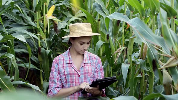 Female technologist agronomist on a tablet computer analyzes the yield of corn.