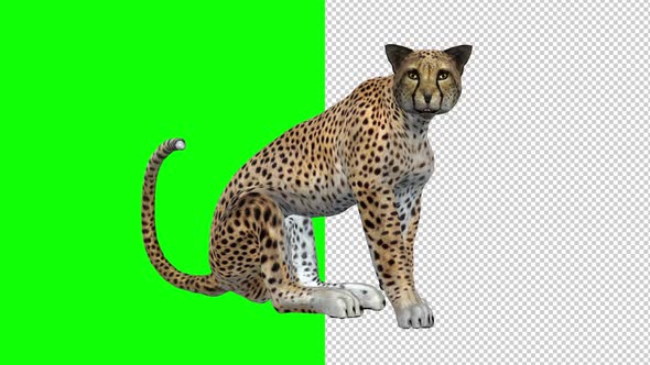 Cheetah - Seating and Roaring Loop - Transparent and Green Screen