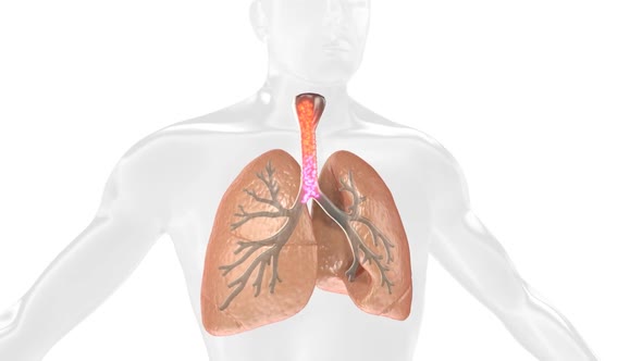 Oxygen and Carbon Dioxide Exchange in the Human Lung