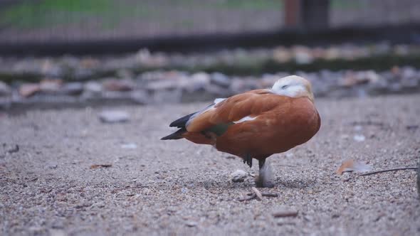 Ruddy shelduck sleeping on one foot