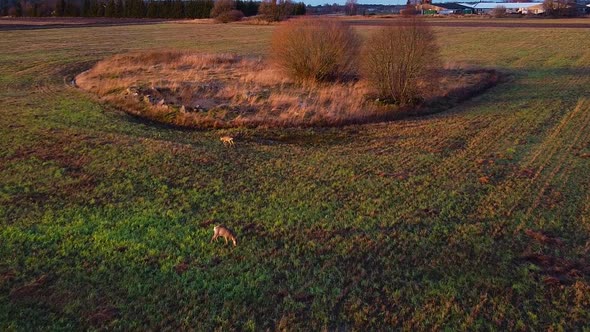 Aerial view at two European roe deer (Capreolus capreolus) eating calm at open field in sunny autumn