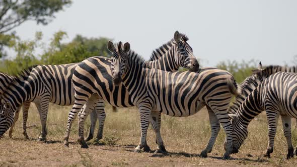 African Animals in Pasture. Zebra Herd Slow Motion Close Up. Kruger National Park, South Africa, Ful