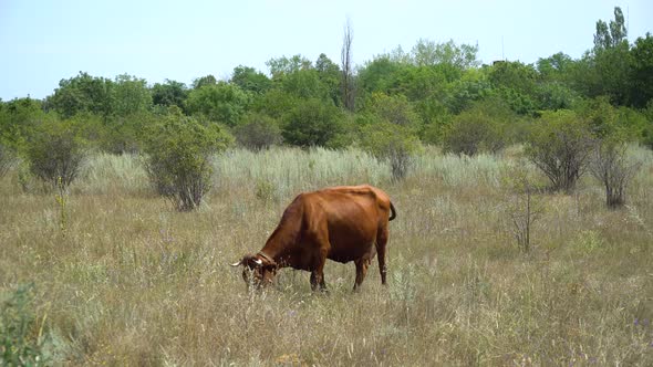 Cow Grazing in the Meadow