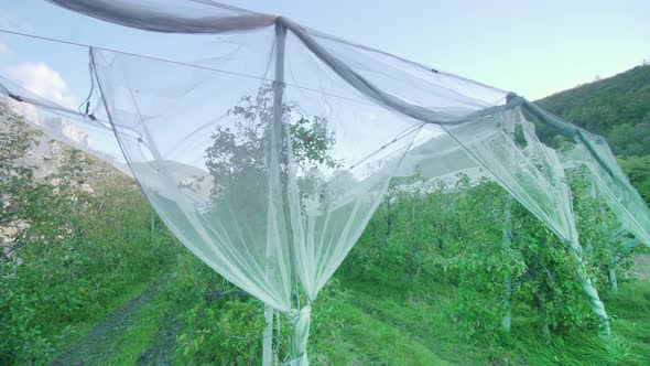 White Sun Protection Mesh Covers Rows of Lush Apple Trees