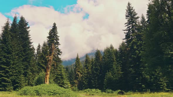 Cinematic Fir Tree Forest Background