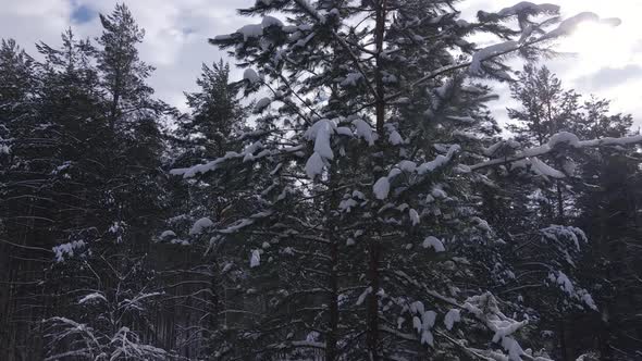 Snow-covered Conifer Trees