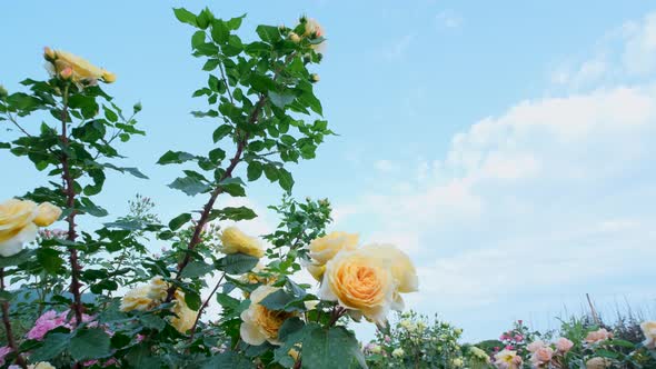 Beautiful delicate picturesque bush blooming roses on a summer day in the park. Rose garden.