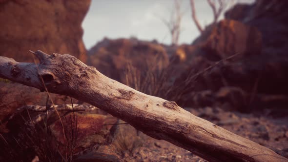 Dry Dead Tree Branches and Mountain Ridge