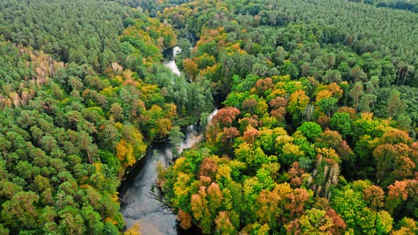 Curvy river in early autumn. Aerial view of wildlife, Poland.