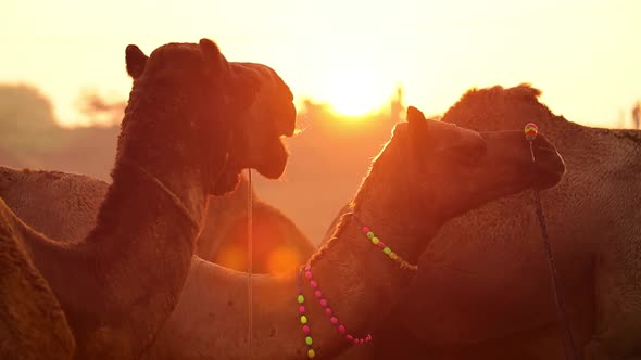 Camels in Slow Motion at the Pushkar Fair Also Called the Pushkar Camel Fair