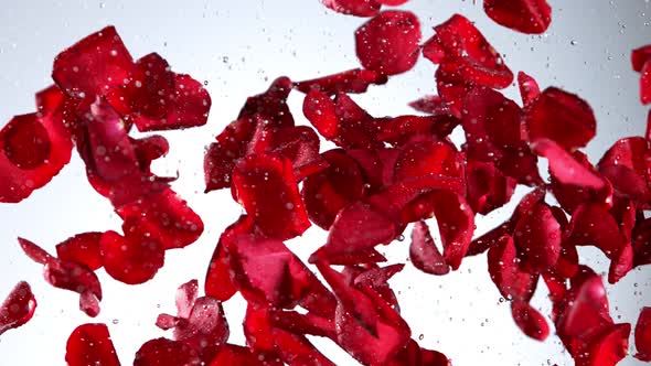 Super Slow Motion Shot of Real Red Rose Petals and Water Explosion on Light Background at 1000 Fps