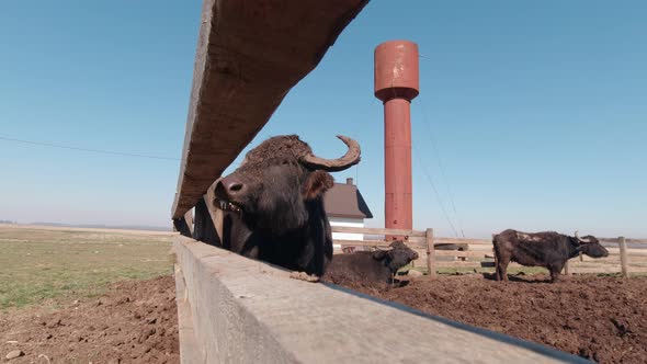 Buffalo Chews On The Farm Slow Motion