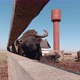 Buffalo Chews On The Farm Slow Motion - VideoHive Item for Sale