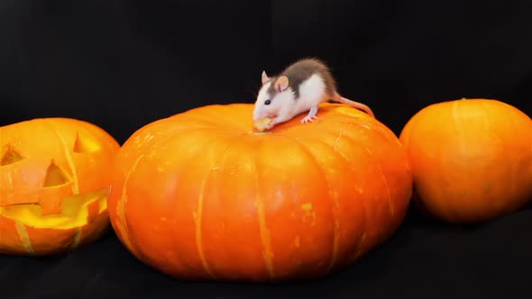 Rat Eating Piece of Cheese on a Pumpkin