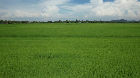 The Paddy Rice Fields of Kedah and Perlis, Malaysia