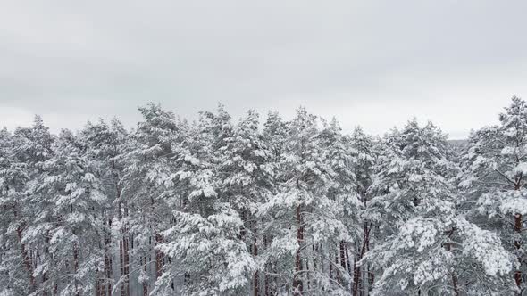 Aerial View of Winter Forest with Snow Covered Trees