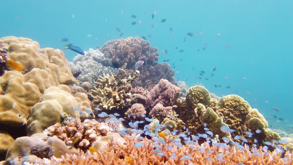 The Underwater World of a Coral Reef, Leyte, Philippines