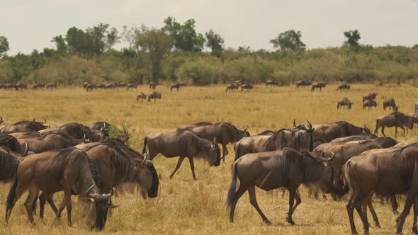 Herd of gnus