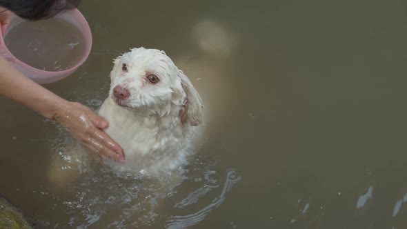 Small, white dog being carefully and lovingly bathed in the river by its gentle owner