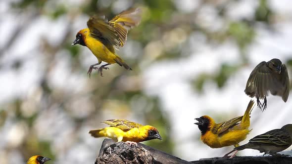 980319 Northern Masked Weavers, Ploceus taeniopterus, group at the Feeder, in flight, Lake Baringo i