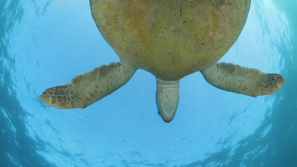 A large sea turtle slowly glides above an underwater cameraman while a mass of bubbles touch the tur