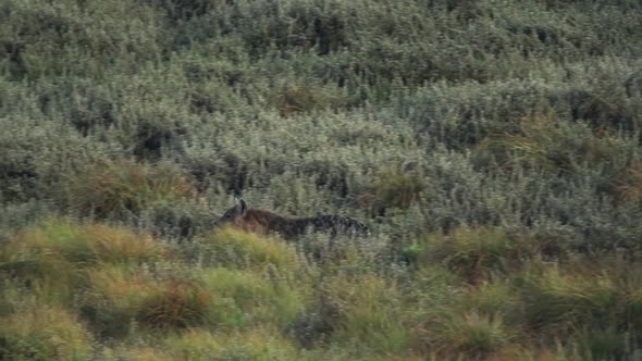 A hyena running across the green grasslands of Aberdares , Kenya - slow motion