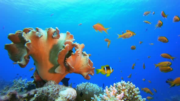 Underwater Clownfish and Soft Coral