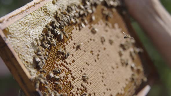 Close Up of Beekeeper inspecting a Honeycomb Bee Hive Frame, Bees Beeswax and Natural Fresh Honey on