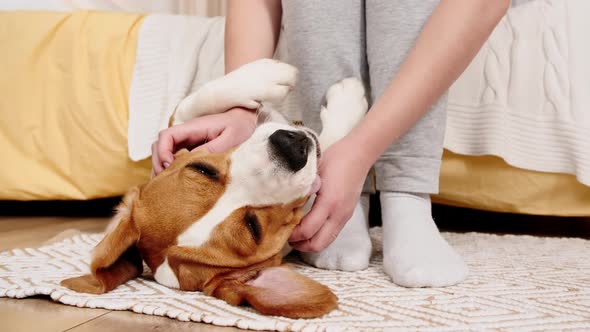 The Female Owner of the Beagle Dog Lying on the Back and Stroking Her Pet