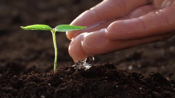 Hand Watering Young Small Plant