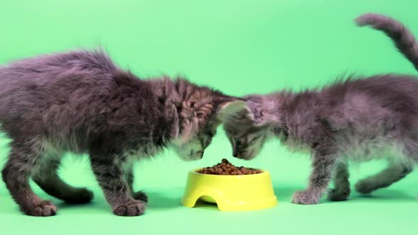 Two Small Kittens Eat Dry Food on a Green Background of Chromakey Green Screen