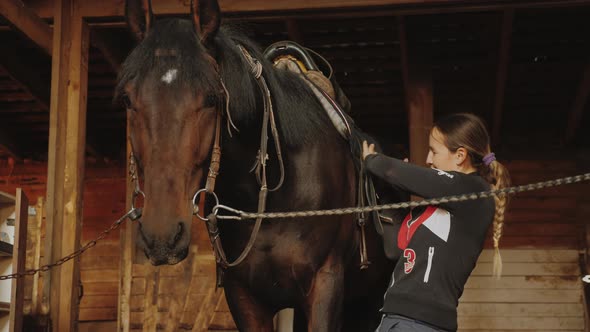 Woman Preparing Horse for Dressage Training Cleaning Stallion with Brush