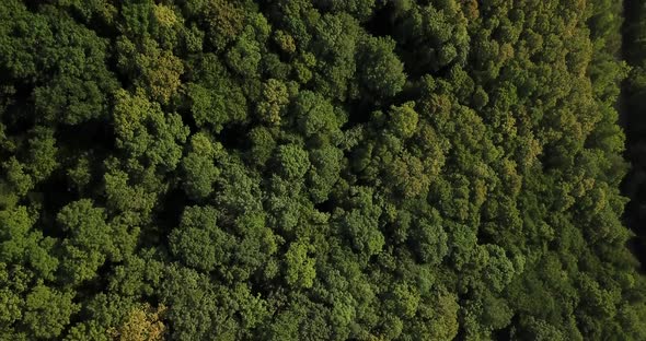 Aerial Top View of Caucasian Mountain Forest, Texture of Forest View From Above.