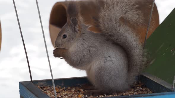 Squirrel Eats From a Feeder in Winter