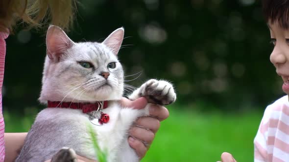 Asian Mother And Her Son Playing With Scottish Cat In The Park Outdoor