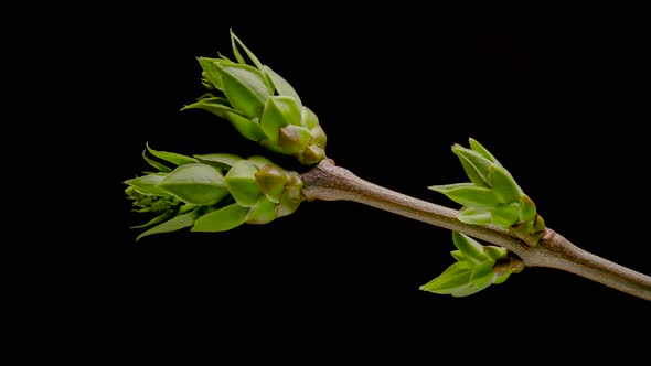 Tree Branches with Opening Leaves Buds