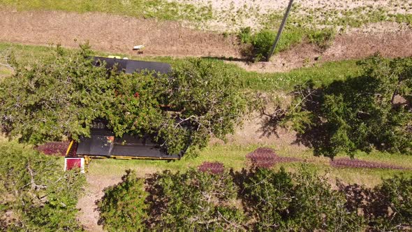 Agricultural Machinery Harvesting Cherries In The Orchard In Leelanau County, Traverse City, Michiga