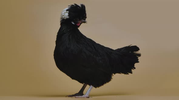 Black White Crested Polish Chicken at White Background in Studio on a Beige Background