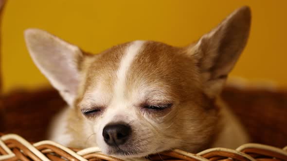 Chihuahua Dog Sits in a Basket on a Yellow Background