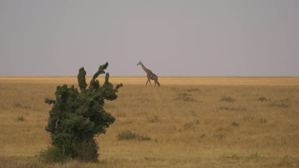 Giraffe and a green bush